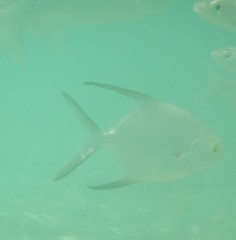 Trachinotus blochii