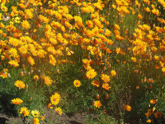 Ursinia calenduliflora