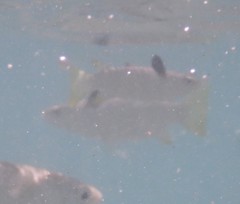 Ellochelon vaigiensis