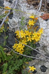 Hypericum linarioides