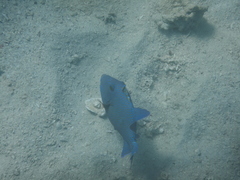 Pseudobalistes fuscus