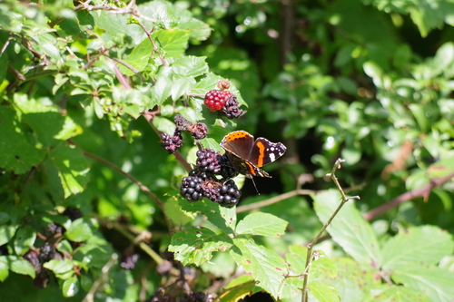 Vanessa atalanta
