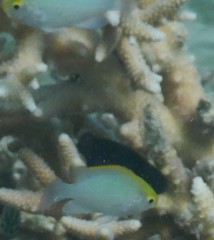 Pomacentrus aurifrons