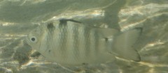 Abudefduf septemfasciatus