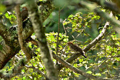 Colaptes auratus mexicanoides