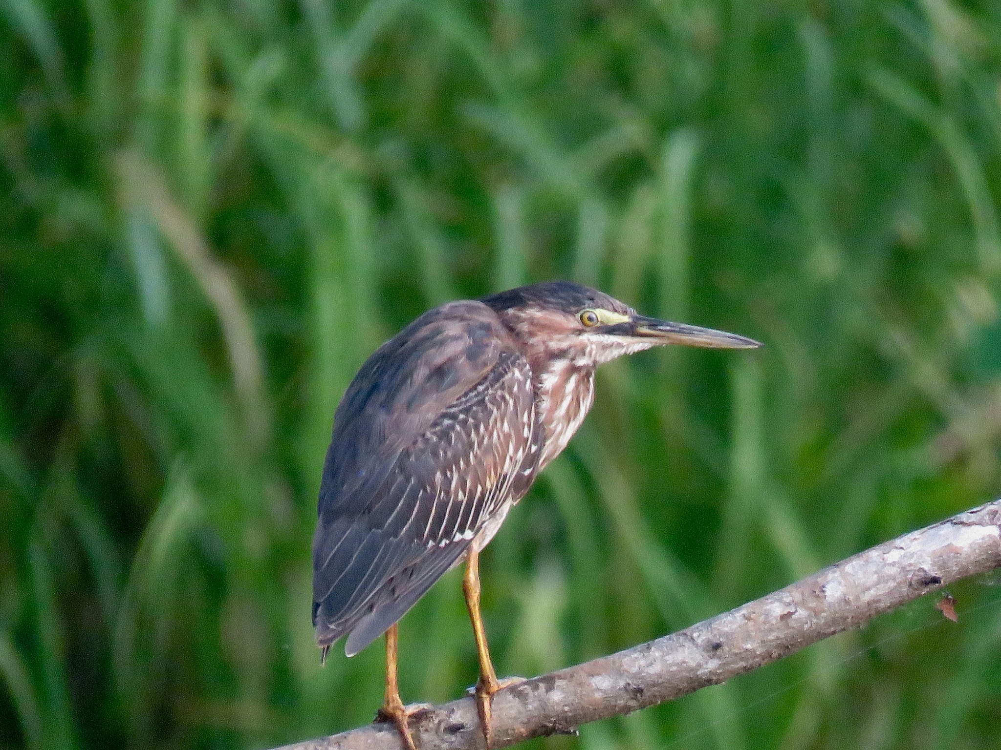 Striated Heron