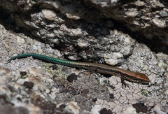 Iberolacerta monticola