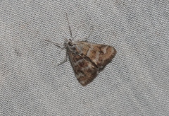 Noctueliopsis