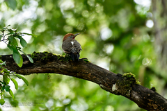 Colaptes auratus mexicanoides