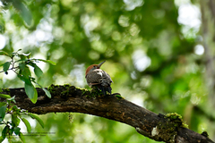 Colaptes auratus mexicanoides