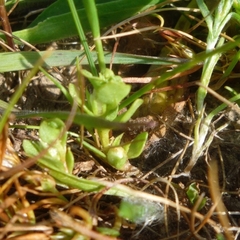 Lysimachia minima
