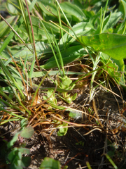 Lysimachia minima