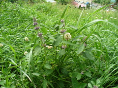 Marrubium leonuroides