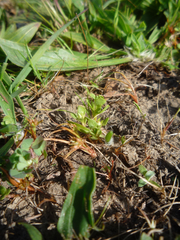 Lysimachia minima