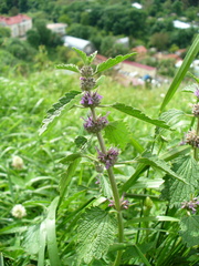 Marrubium leonuroides