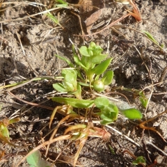 Lysimachia minima