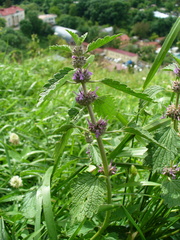 Marrubium leonuroides