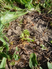 Lysimachia minima