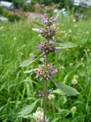 Marrubium leonuroides