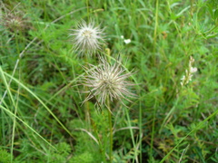 Pulsatilla albana