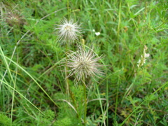Pulsatilla albana