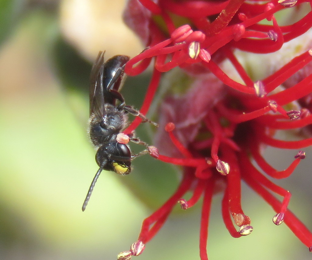 Volcano Masked Bee