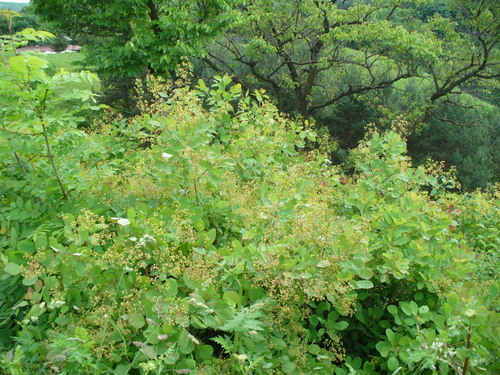 Smokebush