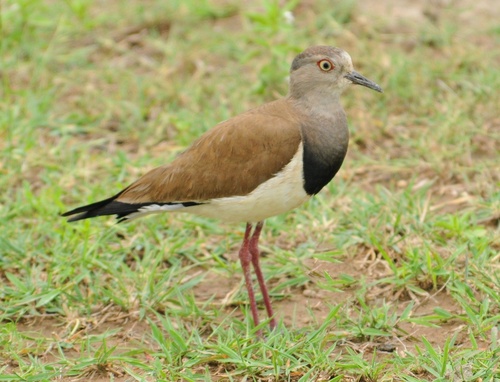 Vanellus melanopterus