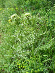 Carduus nutans leiophyllus
