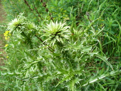 Carduus nutans leiophyllus