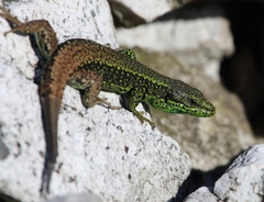 Iberolacerta monticola