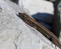 Iberolacerta monticola