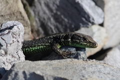 Iberolacerta monticola