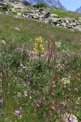 Lilium kesselringianum