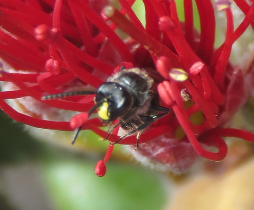 Hylaeus volcanicus, 2019-02-17