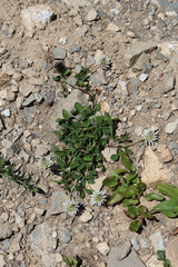 Trifolium ambiguum