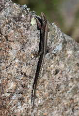 Iberolacerta monticola