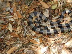 Laticauda saintgironsi