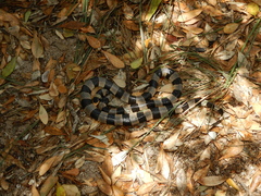 Laticauda saintgironsi