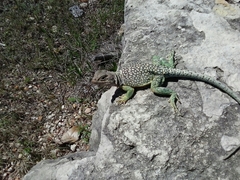 Crotaphytidae