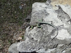 Crotaphytidae