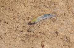 Cyprinodon salinus salinus