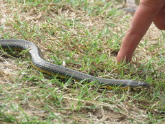 Helicops infrataeniatus