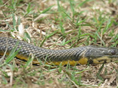 Helicops infrataeniatus