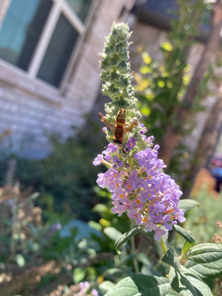 Euodynerus from Otwell Dr, Fort Worth, TX, US on August 13, 2023 at 02