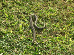 Helicops infrataeniatus