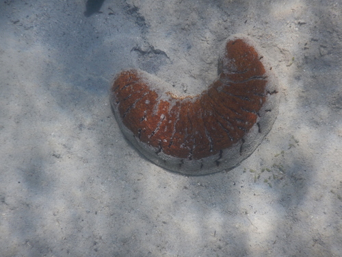 Holothuria fuscopunctata