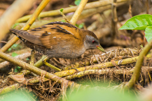 Foto de Little Crake
