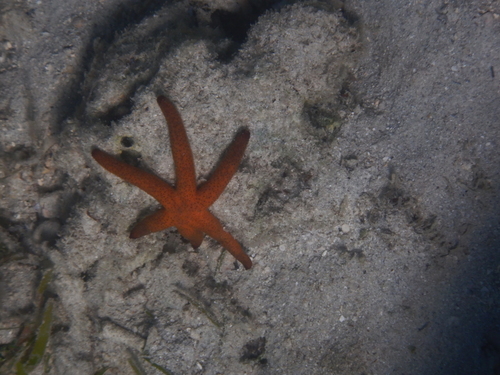 Echinaster luzonicus