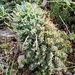 Euphorbia multiceps multiceps - Photo 由 Ladismith 所上傳的 (c) Ladismith，保留部份權利CC BY-NC